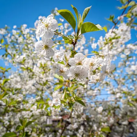 Turmhaus Whg. Th-07 * فاستروم